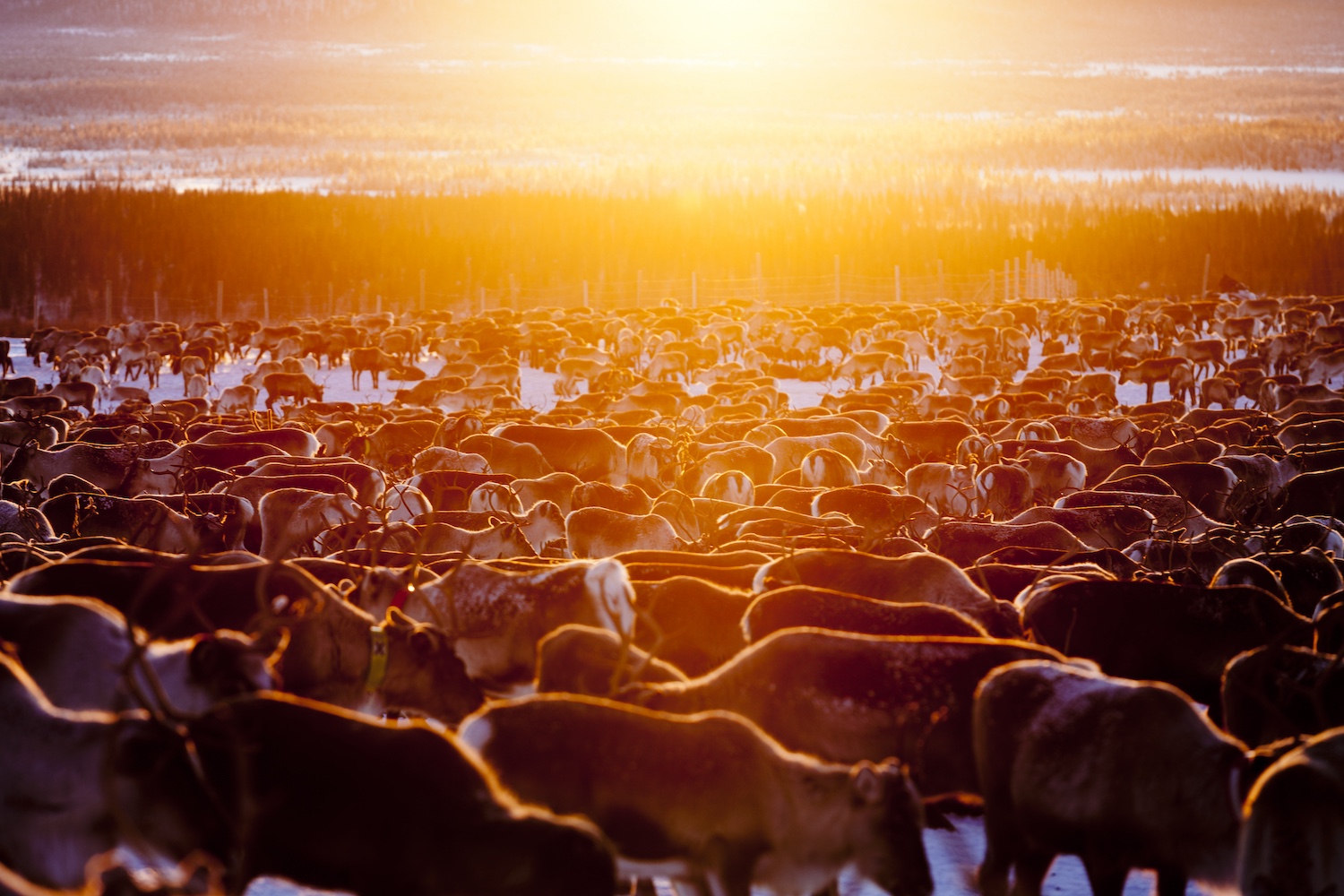 Podcast Nordiska Marker